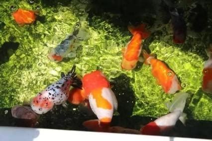 室外養魚|室外養魚、庭院養魚，可以選擇什麼品種的觀賞魚？